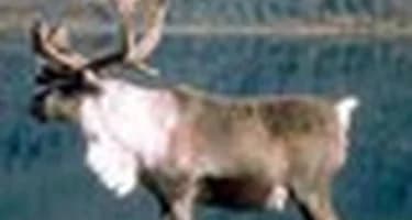 Якутский олень Саха Хотой прибыл в Москву для празднования Нового года Якутский олень Саха Хотой прибыл в Москву для празднования Нового года