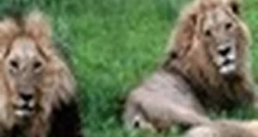 Ботсвана запретила для туристов охоту Ботсвана запретила для туристов охоту