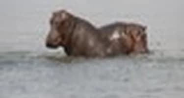 Замбия решила оставить гиппопотамов в живых Замбия решила оставить гиппопотамов в живых