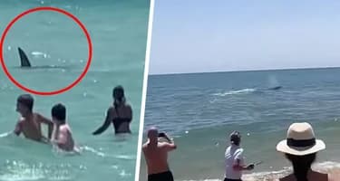 Акула растерзала туриста на глазах шокированных загорающих на пляже в Средиземном море Акула растерзала туриста на глазах шокированных загорающих на пляже в Средиземном море