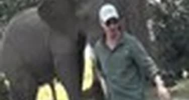 В Зимбабве слон разогнал обедавших туристов В Зимбабве слон разогнал обедавших туристов