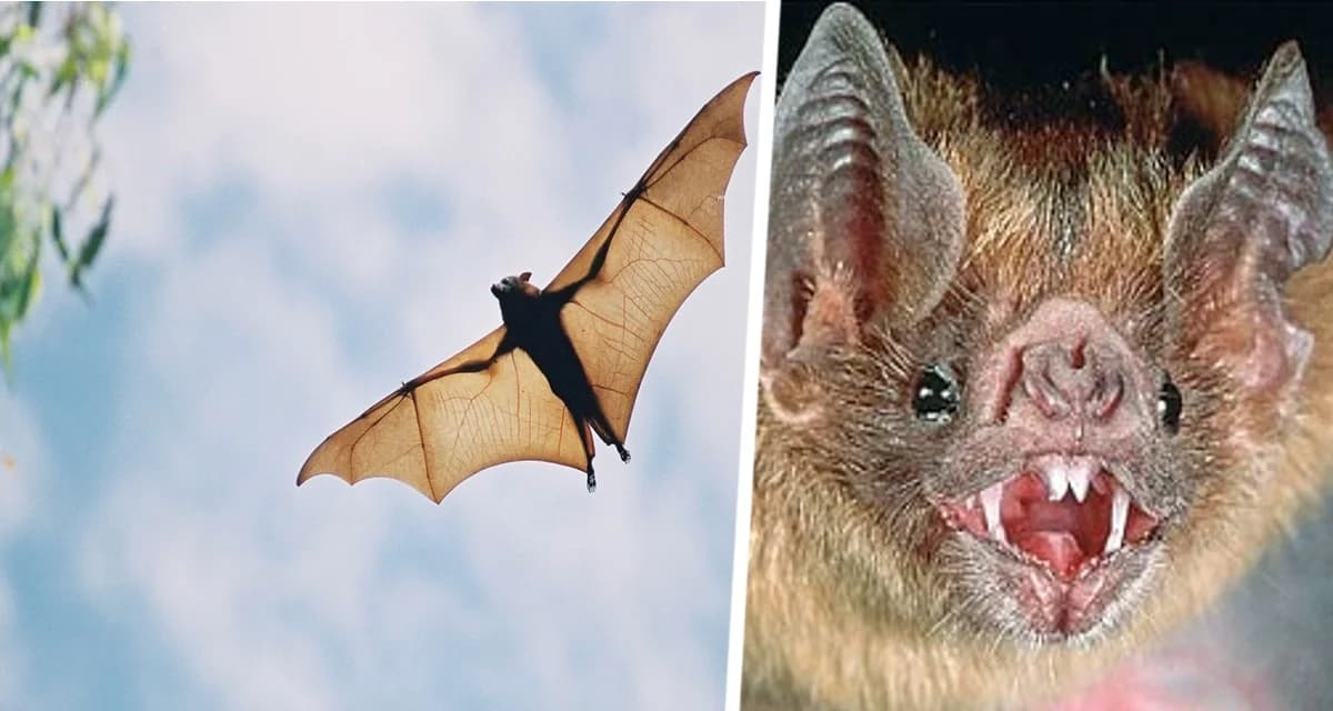 Туристка, укушенная гигантской летучей мышью, впала в прострацию из-за боязни заразиться страшным вирусом Туристка, укушенная гигантской летучей мышью, впала в прострацию из-за боязни заразиться страшным вирусом