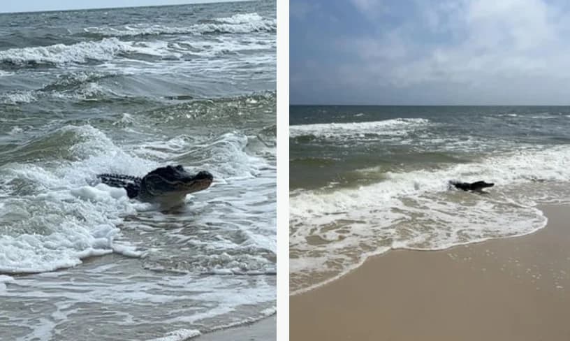 Огромный аллигатор вышел из моря на пляж, посеяв ужас среди туристов Огромный аллигатор вышел из моря на пляж, посеяв ужас среди туристов