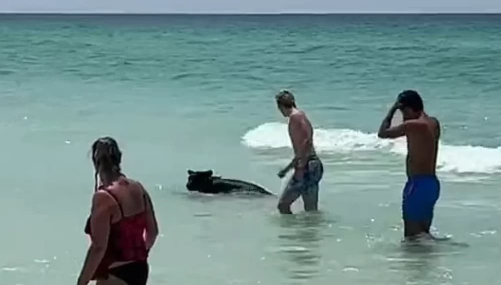 Туристы бросились в море спасать собаку и были шокированы, увидев, что это медведь Туристы бросились в море спасать собаку и были шокированы, увидев, что это медведь