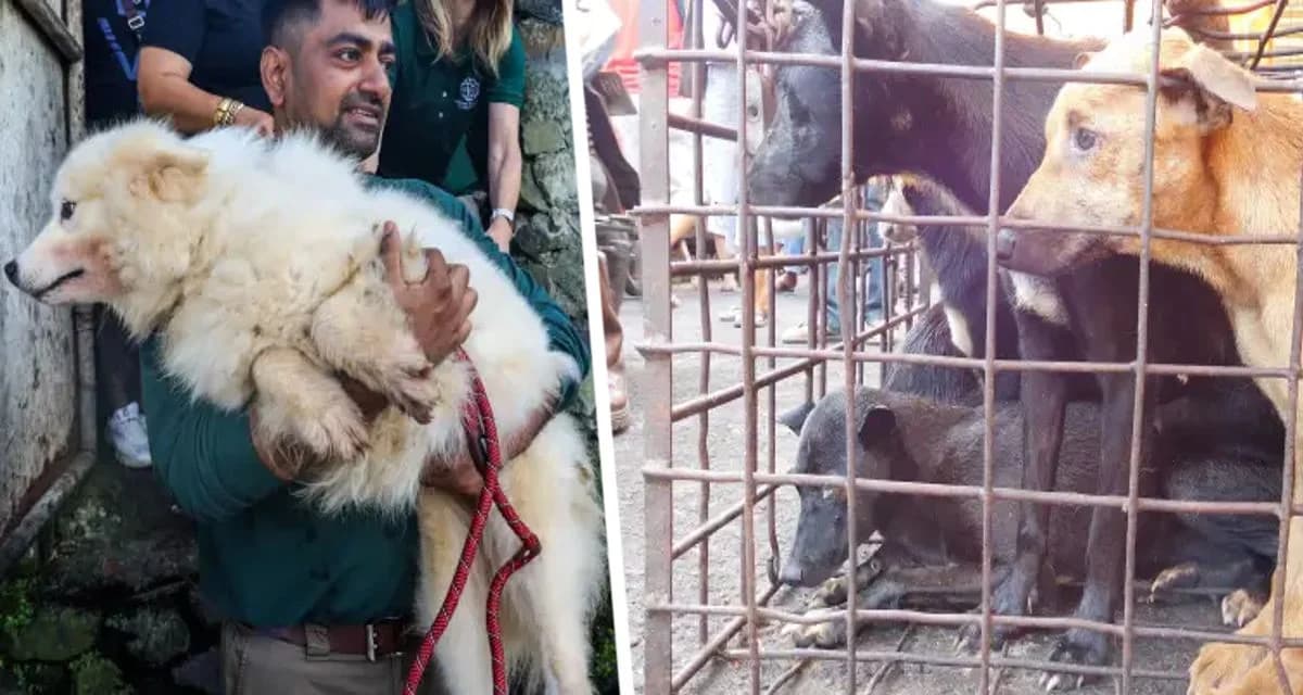 Туристы объявили бойкот живодерне: рынок, на котором забивали собак, был главной достопримечательностью и вызвал громкий скандал Туристы объявили бойкот живодерне: рынок, на котором забивали собак, был главной достопримечательностью и вызвал громкий скандал