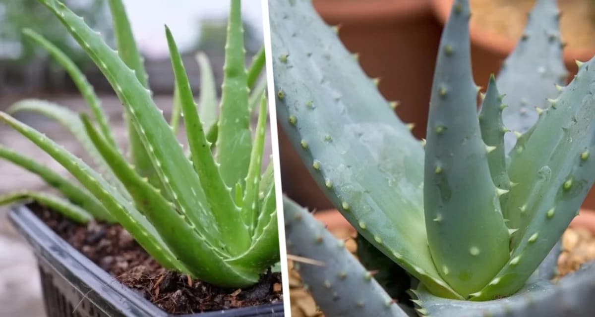 Как правильно собирать и хранить листья алоэ? Как правильно собирать и хранить листья алоэ?