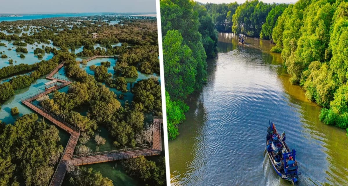 Прогулка по Абу-Даби: мангровые заросли – дыхание природы в сердце города Прогулка по Абу-Даби: мангровые заросли – дыхание природы в сердце города