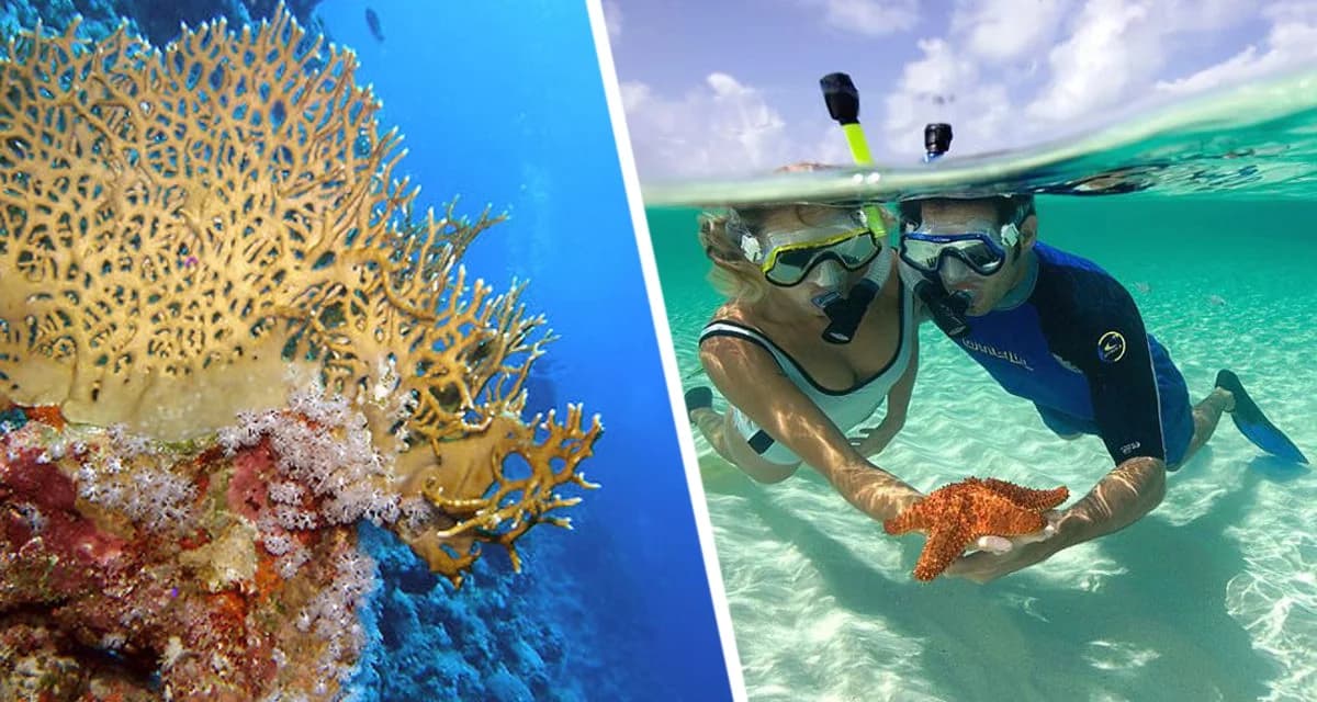 Ядовитые сюрпризы Хургады: российский турист получил поцелуй «Огненного коралла» Ядовитые сюрпризы Хургады: российский турист получил поцелуй «Огненного коралла»