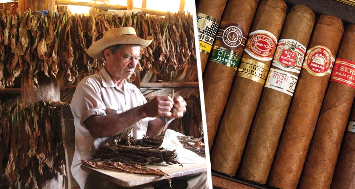 Отправляемся за сувенирами в Гаване: в поисках аромата Кубы – настоящий кубинский табак Отправляемся за сувенирами в Гаване: в поисках аромата Кубы – настоящий кубинский табак