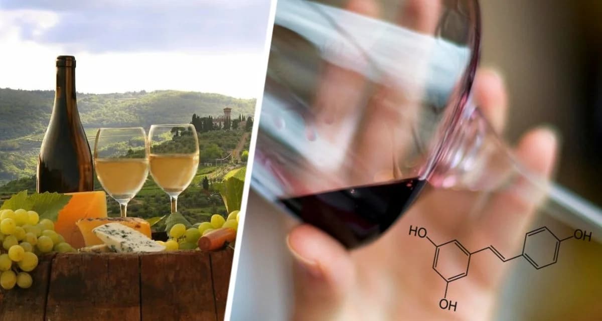 Труд как развлечение: элитные винные туры предлагают туристам неоплачиваемый опыт Труд как развлечение: элитные винные туры предлагают туристам неоплачиваемый опыт