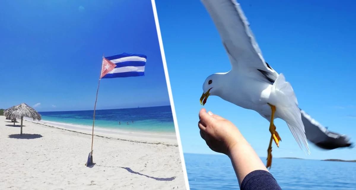 Прогулка по пляжам курорта Ольгин на Кубе: секреты жемчужного ожерелья на Плайя Дон Лино Прогулка по пляжам курорта Ольгин на Кубе: секреты жемчужного ожерелья на Плайя Дон Лино