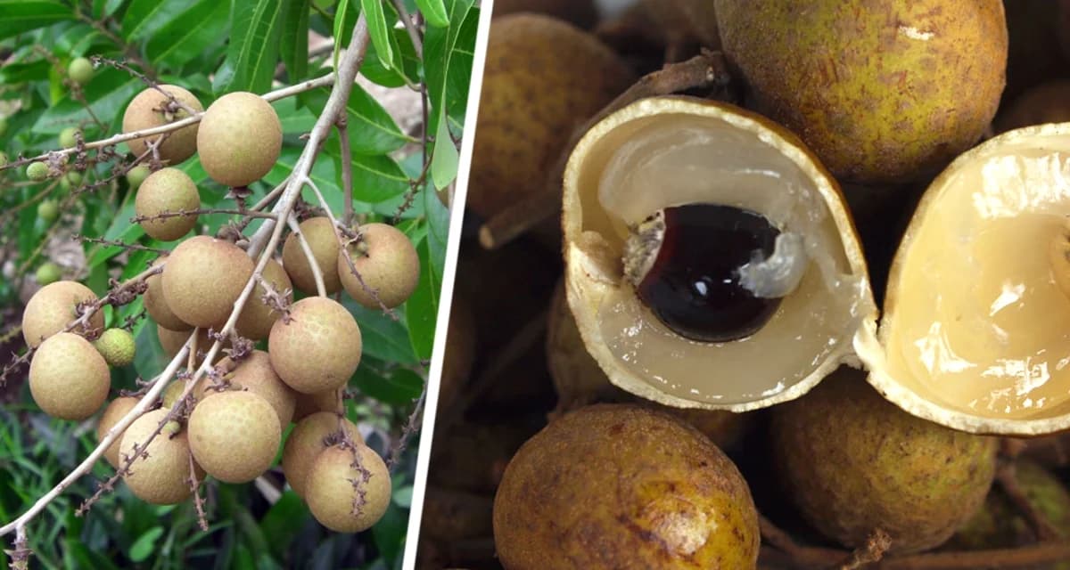 Отправляемся за фруктами в Нячанге: Лонган – глаз дракона с тропическим характером Отправляемся за фруктами в Нячанге: Лонган – глаз дракона с тропическим характером