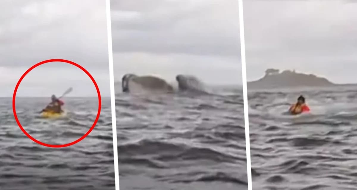 Чудесное спасение попало на видео: турист на каяке был проглочен горбатым китом, который потом выплюнул его Чудесное спасение попало на видео: турист на каяке был проглочен горбатым китом, который потом выплюнул его
