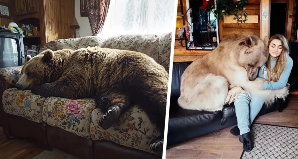 Эта 21-летняя женщина живет в доме вместе с огромным бурым медведем Эта 21-летняя женщина живет в доме вместе с огромным бурым медведем