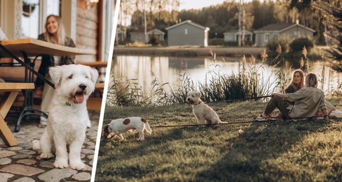 Назван первый сертифицированный Pet Friendly отель в России: путешествуйте теперь с питомцами - собачками и кошечками Назван первый сертифицированный Pet Friendly отель в России: путешествуйте теперь с питомцами - собачками и кошечками