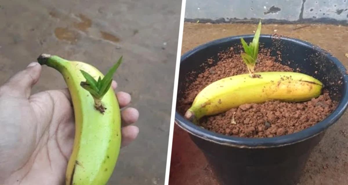 Как вырастить Алоэ вера в банане? Не все цветоводы это знают Как вырастить Алоэ вера в банане? Не все цветоводы это знают
