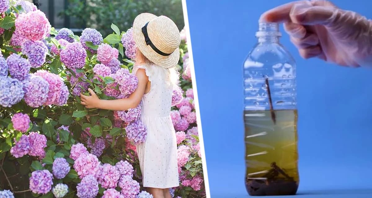 Киньте 2 ржавых гвоздя в бутылку с водой и растения воспрянут и зацветут Киньте 2 ржавых гвоздя в бутылку с водой и растения воспрянут и зацветут