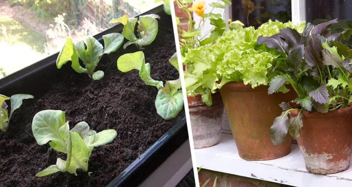 Дачникам назвали овощ «самый простой в выращивании из всех овощей и очень вкусный Дачникам назвали овощ «самый простой в выращивании из всех овощей и очень вкусный