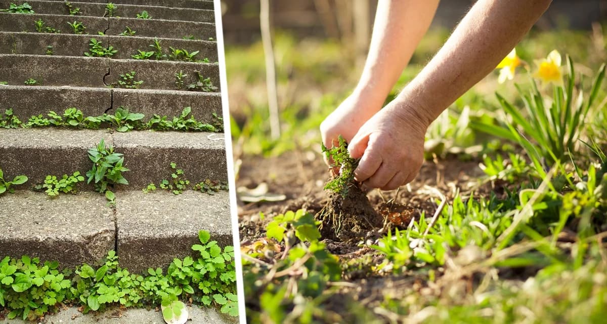 Избавьтесь от сорняков в саду навсегда с помощью «жидкости-убийцы» прямо из кухни — без химикатов Избавьтесь от сорняков в саду навсегда с помощью «жидкости-убийцы» прямо из кухни — без химикатов