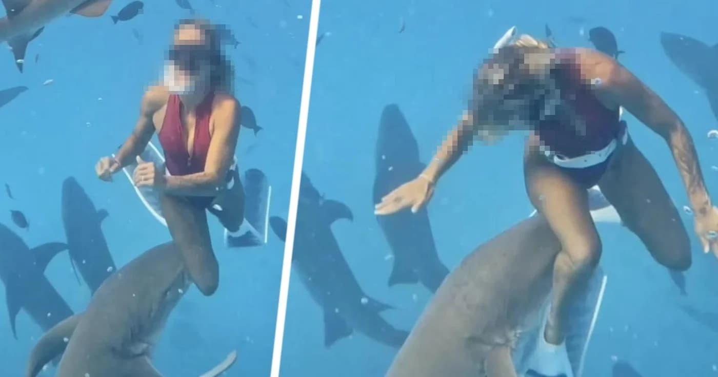 Акула-нянька напала на российскую туристку на Мальдивах Акула-нянька напала на российскую туристку на Мальдивах