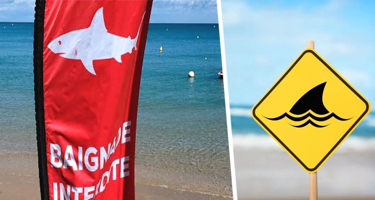 Где в Средиземном море акулы чаще всего нападают на туристов? Это должен знать каждый отдыхающий Где в Средиземном море акулы чаще всего нападают на туристов? Это должен знать каждый отдыхающий