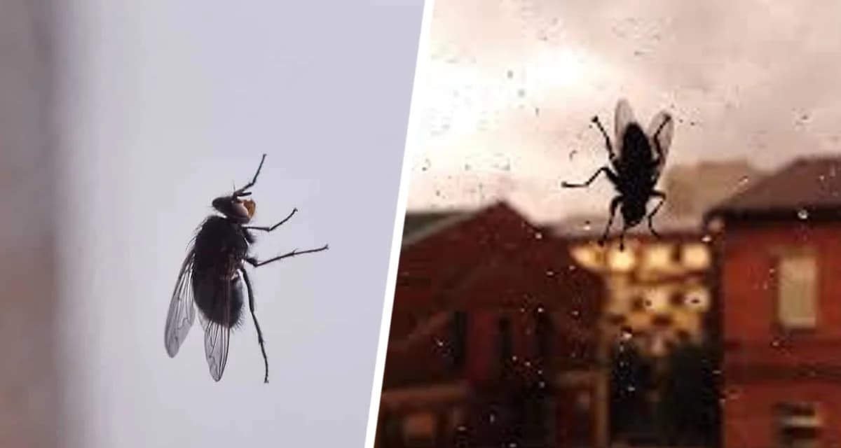 Мухи не будут залетать к вам, если вы разложите по дому кусочки этой ягоды, которую они «ненавидят» Мухи не будут залетать к вам, если вы разложите по дому кусочки этой ягоды, которую они «ненавидят»