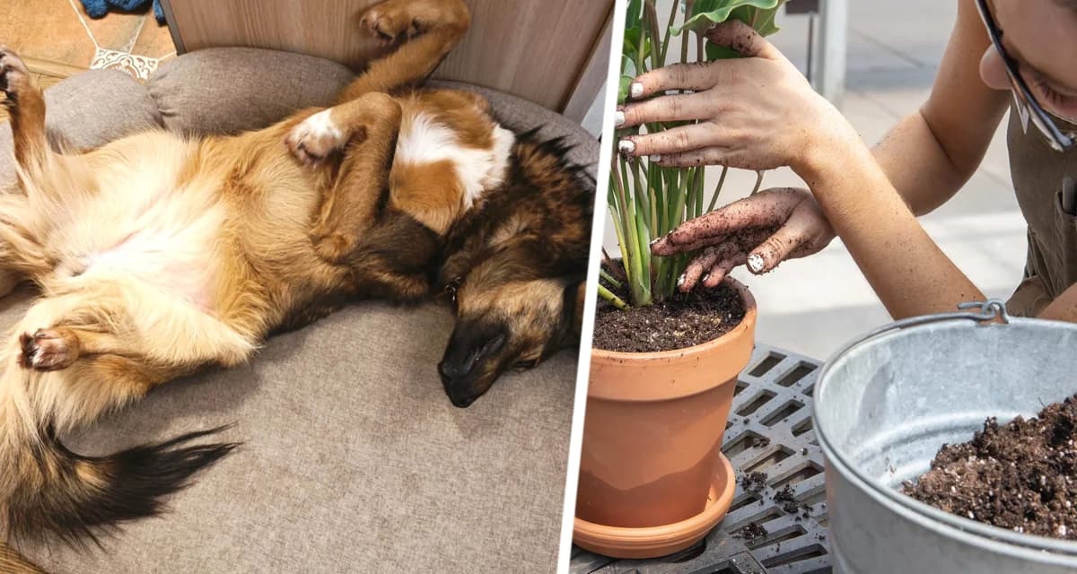 Вот 11 комнатных растений которые опасны для здоровья вашей собаки Вот 11 комнатных растений которые опасны для здоровья вашей собаки