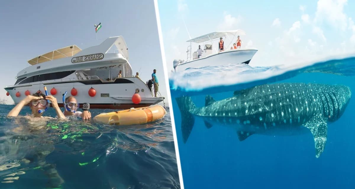 Российскую туристку в Шарм-эль-Шейхе сбил катер с привязанной «ватрушкой» Российскую туристку в Шарм-эль-Шейхе сбил катер с привязанной «ватрушкой»