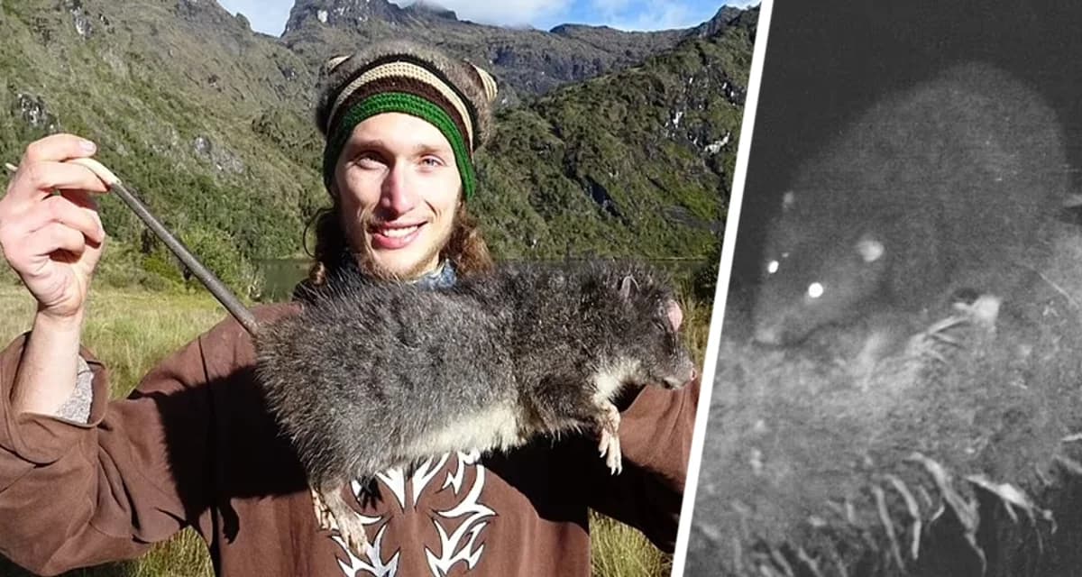 Обнаружены гигантские крысы длиной почти 1 метр и весом 2 кг Обнаружены гигантские крысы длиной почти 1 метр и весом 2 кг