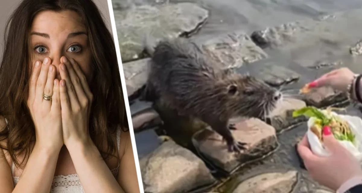 Туристка покормила с руки в Праге «дружелюбного» бобра, который оказался гигантской водяной крысой Туристка покормила с руки в Праге «дружелюбного» бобра, который оказался гигантской водяной крысой