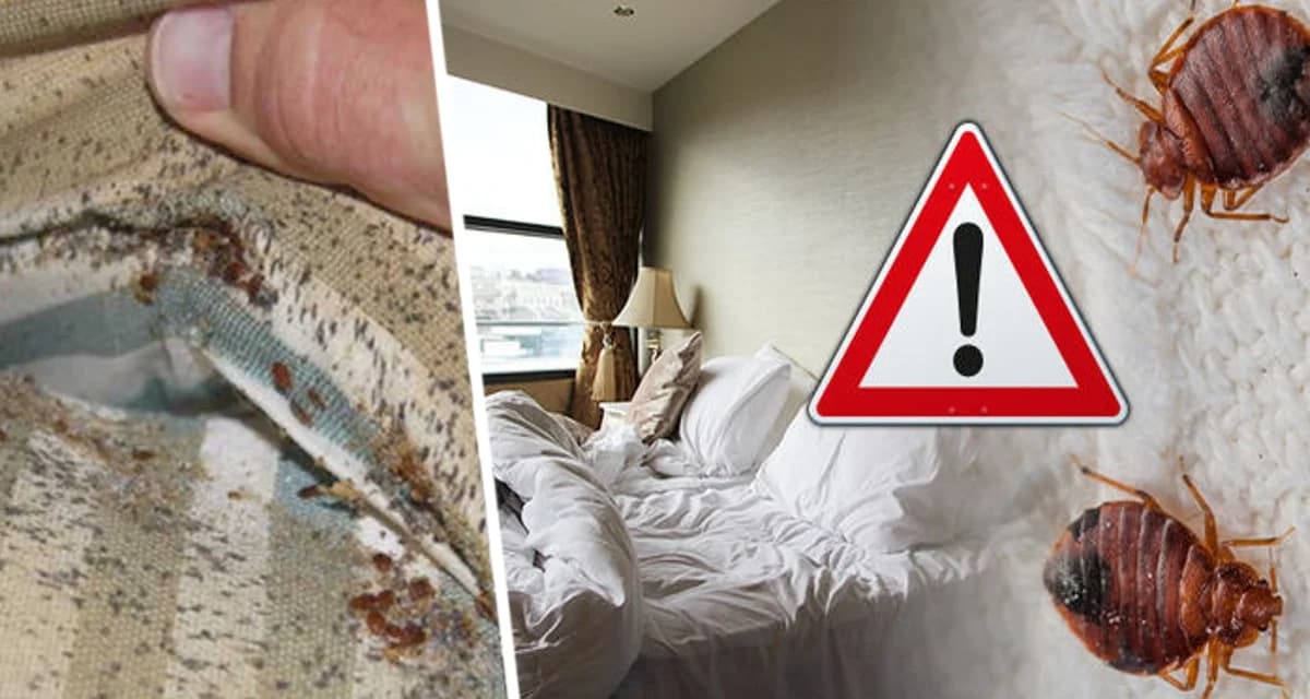 Туристов призвали проверять гостиничные кровати, чтобы предотвратить «заражение» у себя дома Туристов призвали проверять гостиничные кровати, чтобы предотвратить «заражение» у себя дома