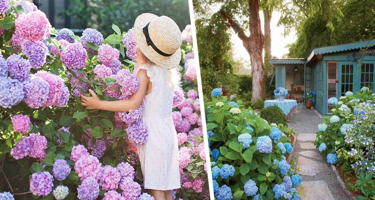 Щепотка под куст - и ваша гортензия станет голубой или нежно-розовой по вашему выбору Щепотка под куст - и ваша гортензия станет голубой или нежно-розовой по вашему выбору