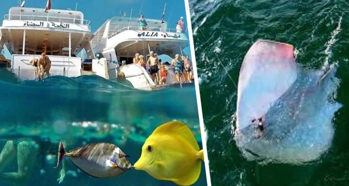 Российский турист чуть не стал жертвой «морской бритвы» в Хургаде Российский турист чуть не стал жертвой «морской бритвы» в Хургаде