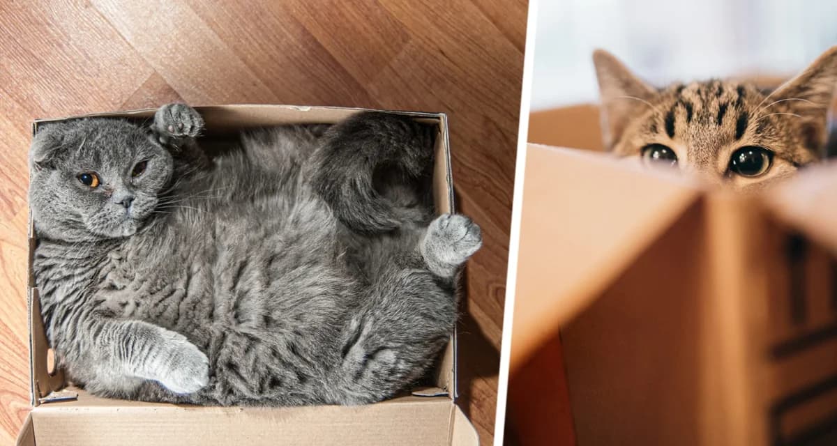 Почему кошки любят спать в странных местах типа коробок? Это может быть тревожным сигналом Почему кошки любят спать в странных местах типа коробок? Это может быть тревожным сигналом