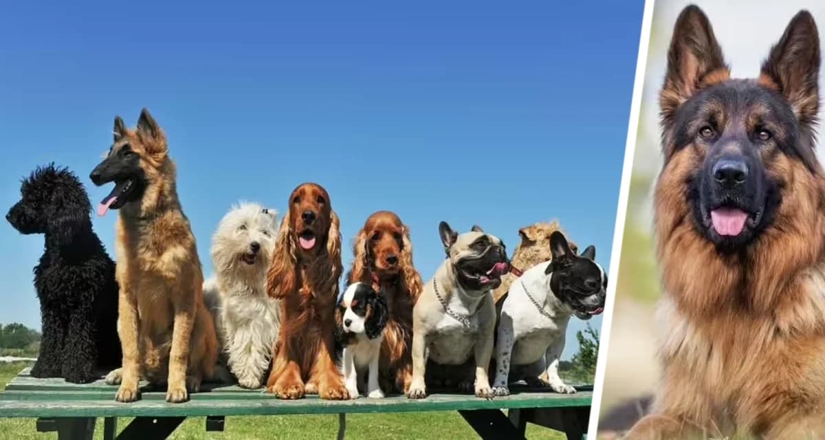 Эти породы собак пукают очень громко и часто: составлен рейтинг портящих воздух питомцев Эти породы собак пукают очень громко и часто: составлен рейтинг портящих воздух питомцев