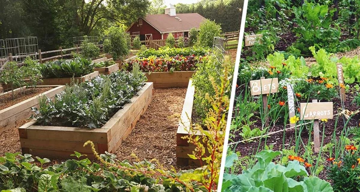 Июнь - не приговор: как собрать богатый урожай до осени, даже если опоздали с посадкой Июнь - не приговор: как собрать богатый урожай до осени, даже если опоздали с посадкой