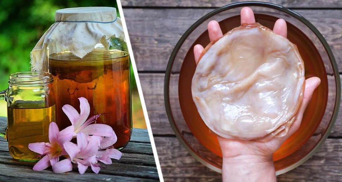 Чайный гриб: выращиваем сами дома и наслаждаемся комбучей Чайный гриб: выращиваем сами дома и наслаждаемся комбучей