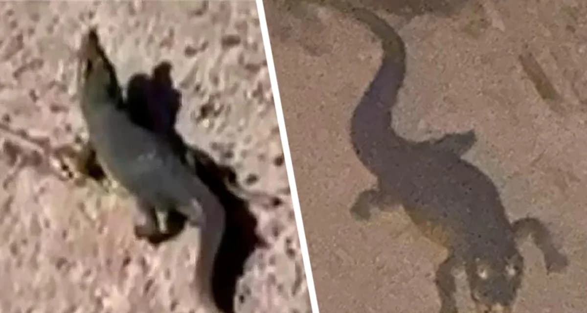 Крокодил, который три дня терроризировал город, оказался надувной игрушкой Крокодил, который три дня терроризировал город, оказался надувной игрушкой