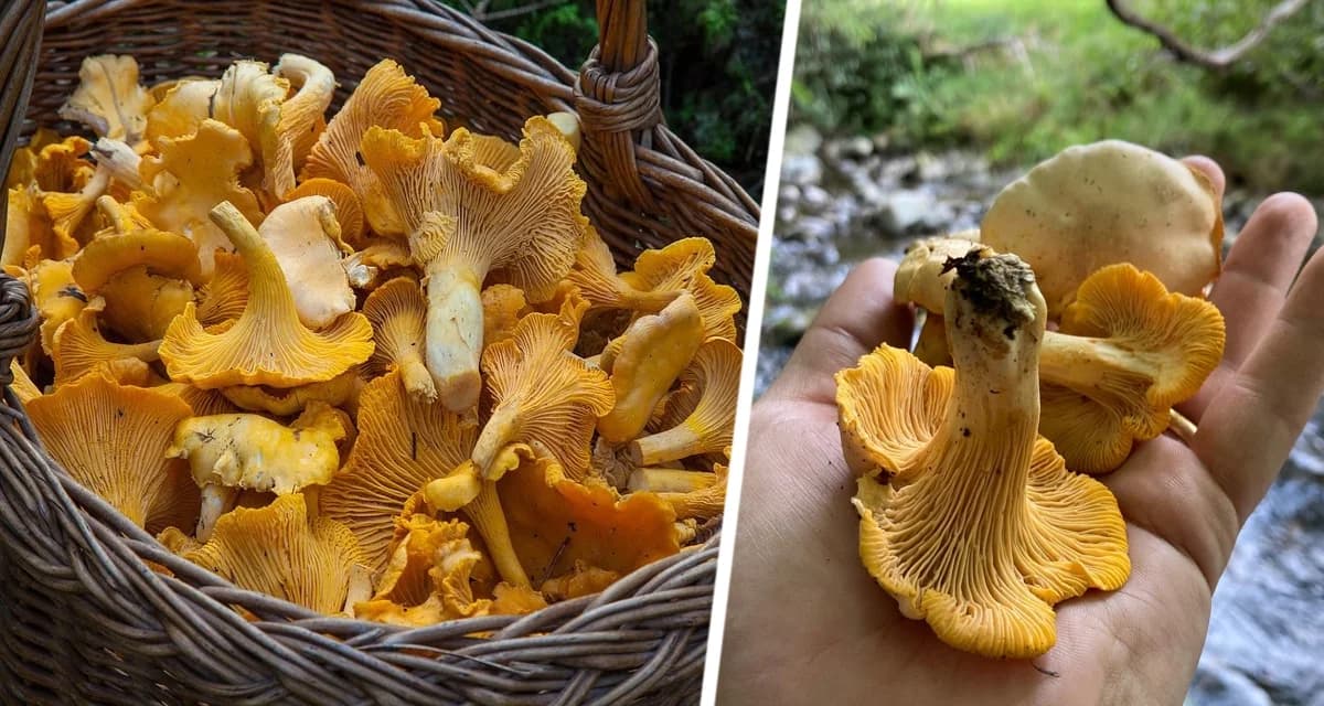 «Рыжее золото» лесов захватило Москву: ярмарки ломятся от лесных сокровищ – лисичек «Рыжее золото» лесов захватило Москву: ярмарки ломятся от лесных сокровищ – лисичек