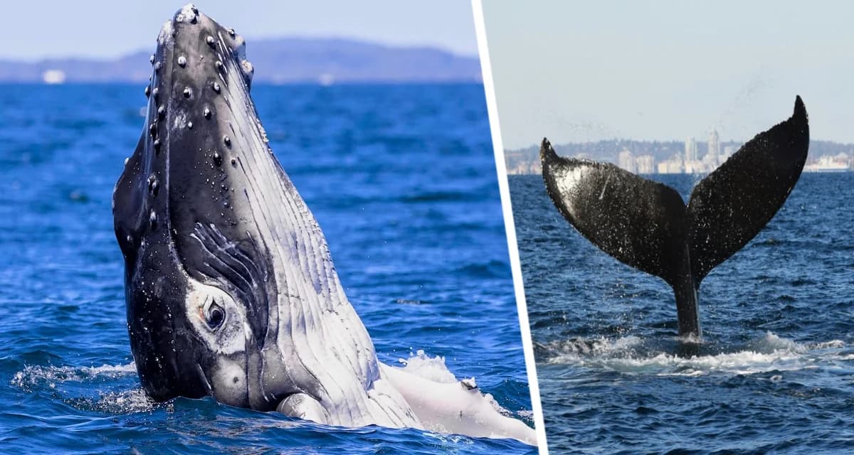 Киты приплыли к туристам на пляжи: раскрыт секрет, как удобнее за ними наблюдать Киты приплыли к туристам на пляжи: раскрыт секрет, как удобнее за ними наблюдать