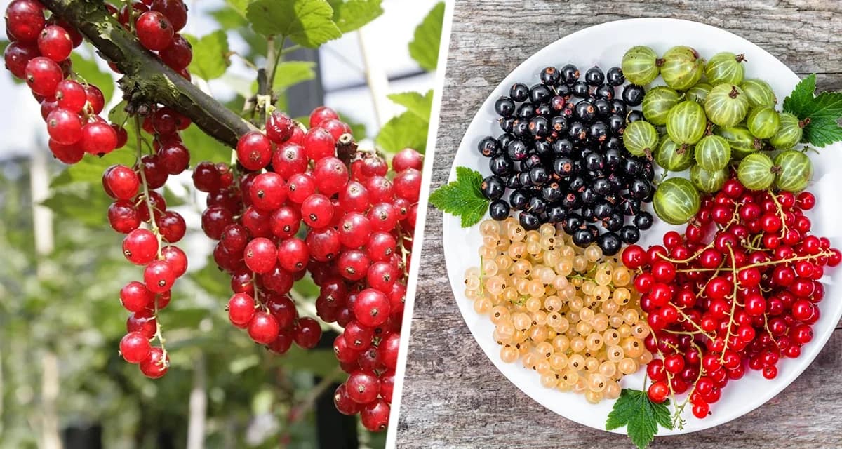 В садах созрела смородина: праздник лета в банке В садах созрела смородина: праздник лета в банке