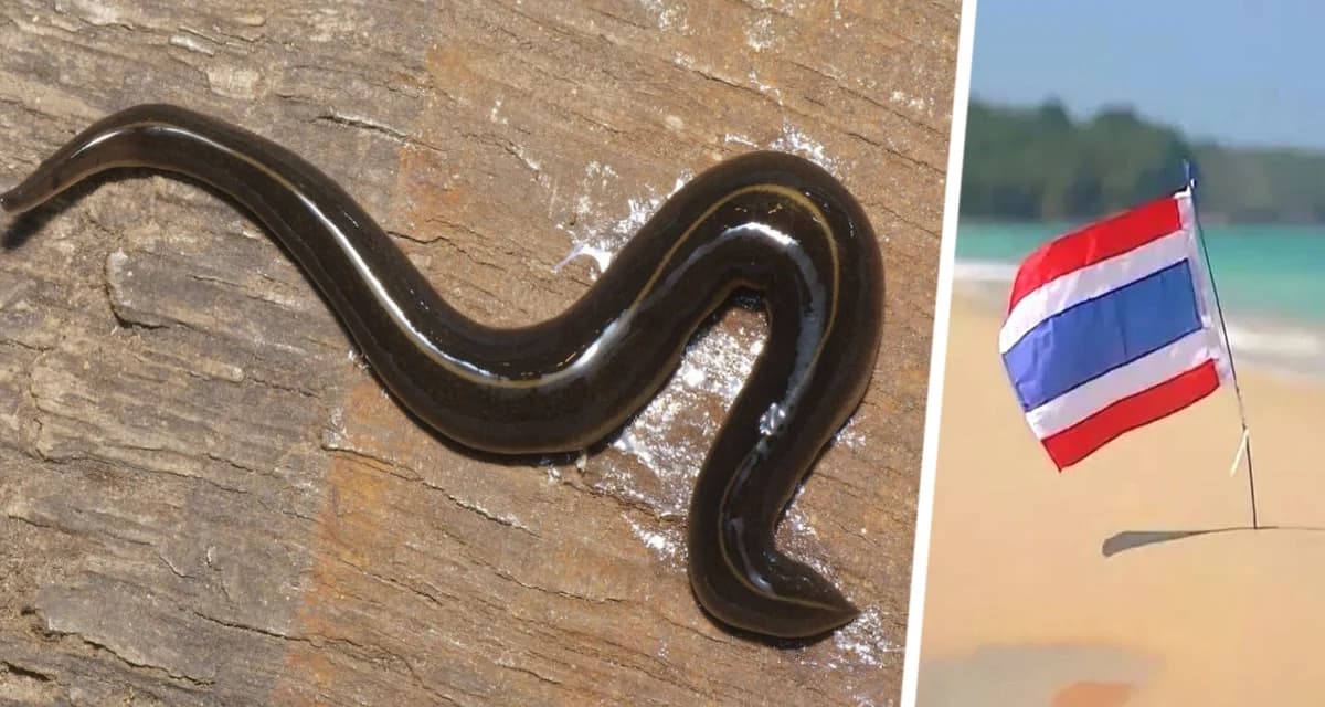 Ужас в Таиланде: сходил в лес и из кожи полезли черви Ужас в Таиланде: сходил в лес и из кожи полезли черви