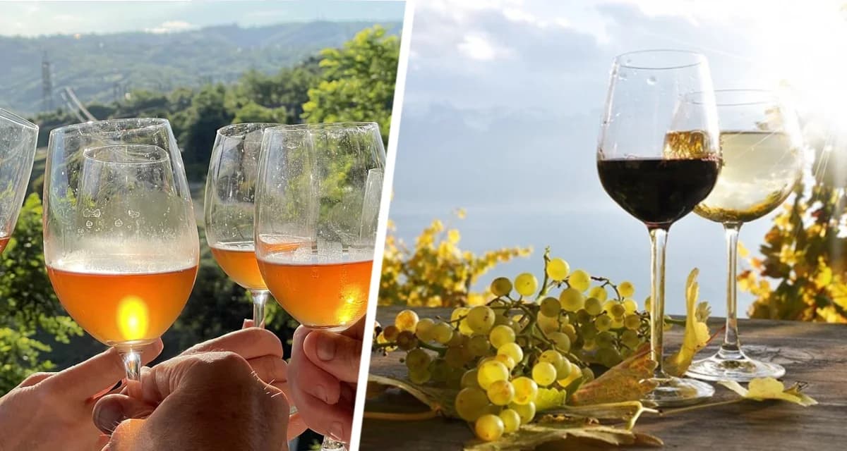 Отпуск под градусом… обмана: На популярных курортах начали орудовать винные мошенники Отпуск под градусом… обмана: На популярных курортах начали орудовать винные мошенники