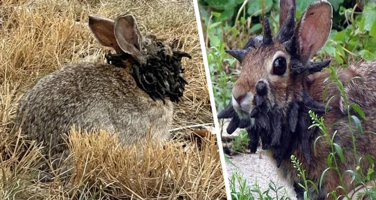 Когда природа сходит с ума: Кролики-Франкенштейны с рогами и щупальцами на голове терроризируют США Когда природа сходит с ума: Кролики-Франкенштейны с рогами и щупальцами на голове терроризируют США