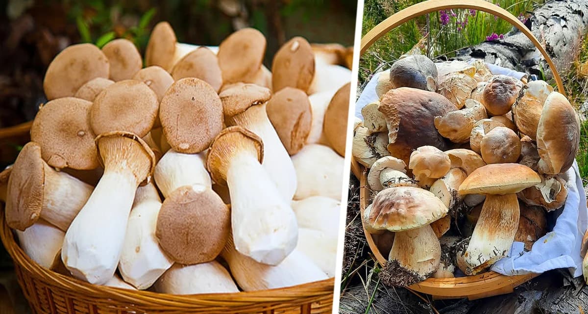 Осенний лес зовет: где москвичам искать грибное Эльдорадо в 2025 году Осенний лес зовет: где москвичам искать грибное Эльдорадо в 2025 году