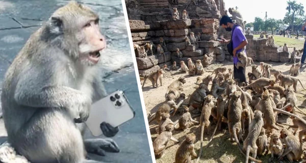 Погром в Таиланде: сотни обезьян грабят машины, дома и штурмуют полицейский участок Погром в Таиланде: сотни обезьян грабят машины, дома и штурмуют полицейский участок