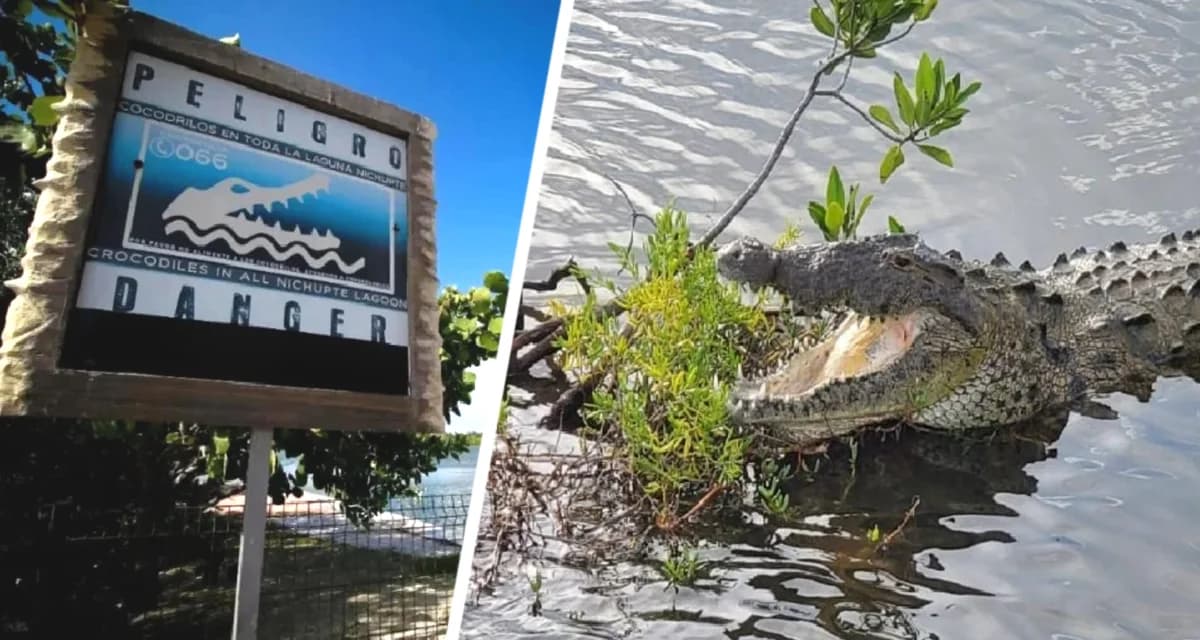 Крокодил атаковал туриста на территории отеля Крокодил атаковал туриста на территории отеля
