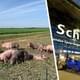 Свинский патруль: аэропорты в Европе начали использовать свиней для предотвращения авиакатастроф