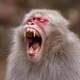 Туристов сразу в 3 странах предупредили о дьявольских обезьянах, которые «разрывают лица»
