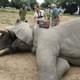 Коронавирус или сибирская язва: в Африке массово гибнут слоны